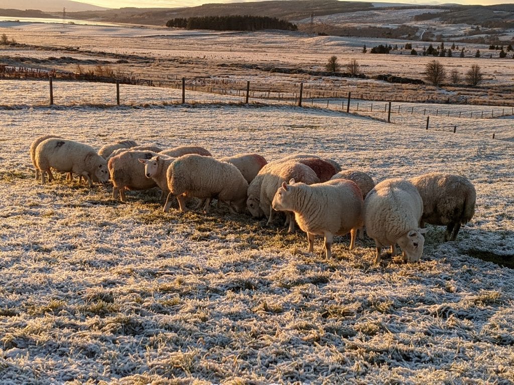 Sheep in a snowy field