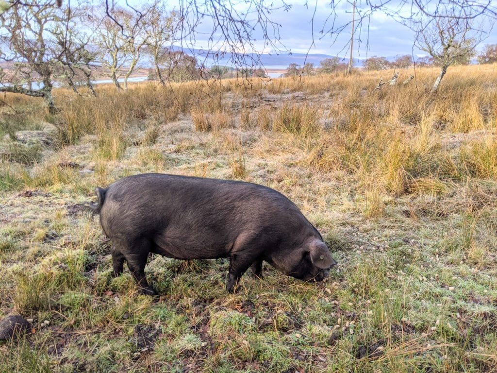 pig outside in a field
