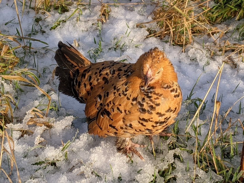 A chicken outside in the snow